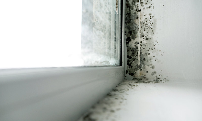 Black mold growing in the corner of the window in a Mequon home